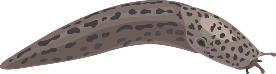 Leopard slug (Limax maximus) isolated on white background