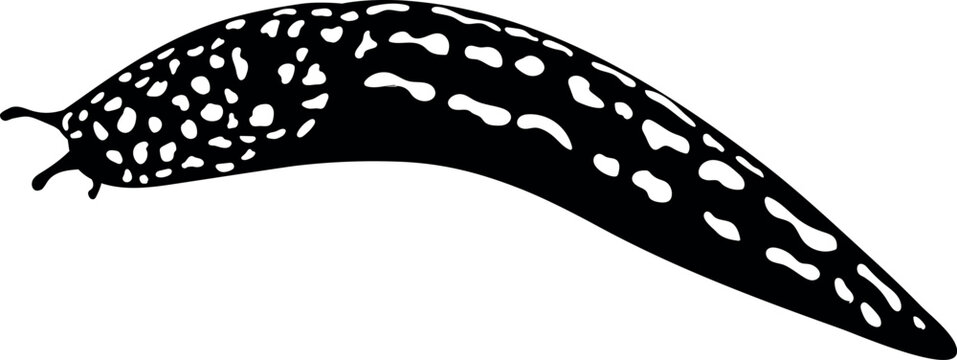 Black silhouette of spotted slug isolated on white background