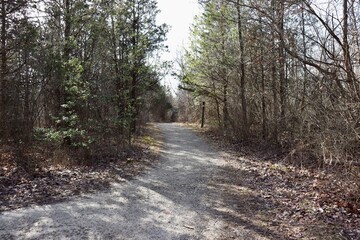The empty trail in the forest.