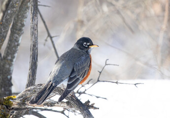 American robin perched on branch in near the Ottawa river in Canada