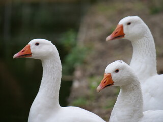 Schöne, weiße Gänse im Fokus auf dem Bauernhof