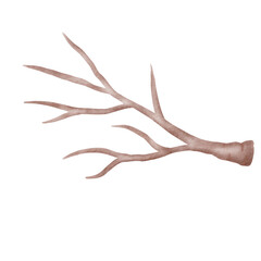 watercolor tree branch
