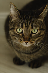 Portrait of a cat with big green eyes in a home interior. vertical photo