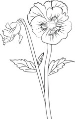 Vector sketch of pansy flowers. Vector illustration of a Beautiful flower with a bouquet of pale blue pansy flowers and leaves. pansy flower design, outline pansy flower drawing.
