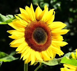 Obraz premium sunflower