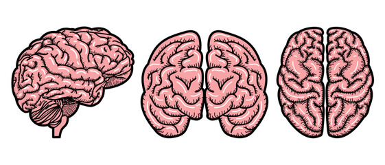 human brain medical vector illustration icon isolated on white background.symbol of creativity, idea