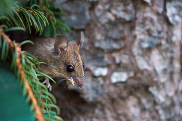 Fototapeta premium a portrait from a yellow necked mouse, apodemus flavicollis, with a misaligned teeth, in the garden at a tree trunk 
