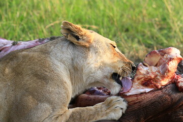 Fototapeta na wymiar Close-uo of a lioness chewing on a hippo kill