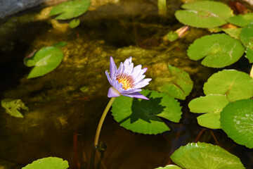 Small blue lotus blooming in the pond