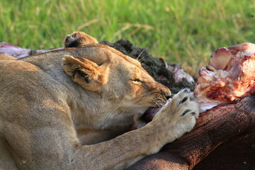 Close-uo of a lioness chewing on a hippo kill