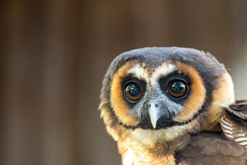 Brown wood owl (Strix leptogrammica) on brown background - 580035058