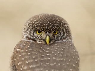 Eurasian pygmy owl (Glaucidium passerinum) closeup looking back in the forest in fall.