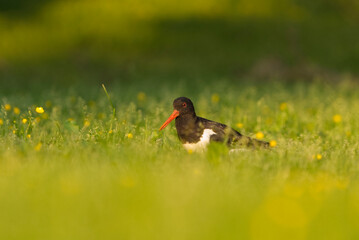 Eurasian oystercatcher (Haematopus ostralegus) feeding in the field in summer.