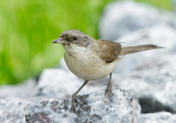 Lesser whitethroat (Curruca curruca) on a rock in the garden in summer.
