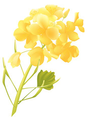 Rapeseed flowers in spring