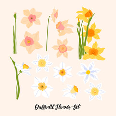 Set of daffodil yellow, white, pink narcissus flowers for cards, posters, textile etc. Spring flower vector illustration