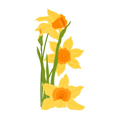 Yellow daffodils flower and leaf isolated on white background. Early spring garden flowers for greeting card, wedding, poster, banner. Women's Day