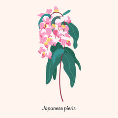 Pieris japonica isolated on beige background. Spring flower vector illustration