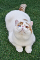 Exotic Cat 'Harry'