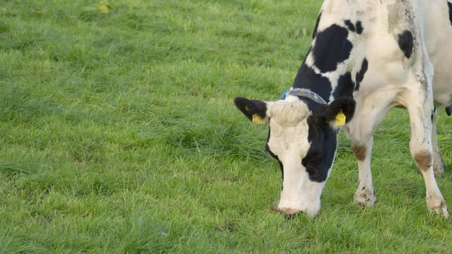 A solitary white cow with dark spots chomping on dense emerald grass in an Irish pasture.
