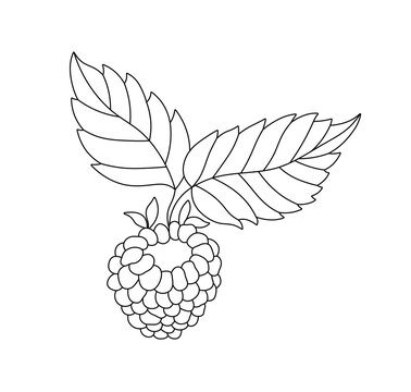 Vector isolated one single raspberry berry with leaves  colorless black and white contour line easy drawing