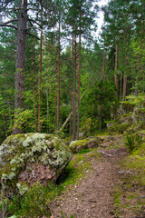 Huge boulders stones covered with moss in the pine forest, Park Mon Repos, Vyborg, Russia