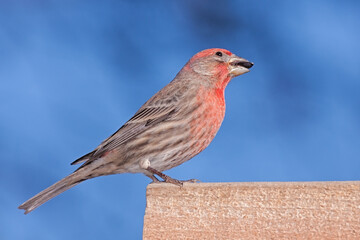 House Finch Eating a Sunflower Seed