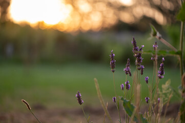 Brins et fleurs de lavande, lever de soleil en arrière-plan 