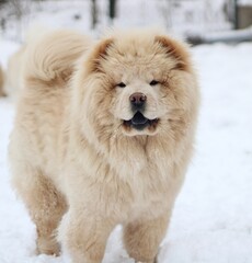 Portrait of young cute chow chow dog. Close up photo with white background