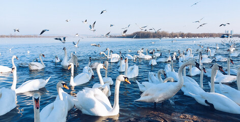 Beautiful swans on the Danube river. Swan Lake in Zemun