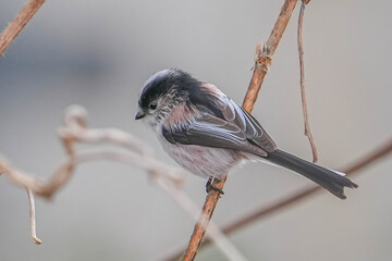 Naklejka premium エナガ