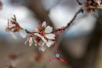 Blossoming almond branch, you can see hanging from it a Martinica bracelet of the wishes of Bulgarian tradition. Martenica