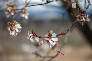 Blossoming almond branch, you can see hanging from it a Martinica bracelet of the wishes of Bulgarian tradition. Martenica