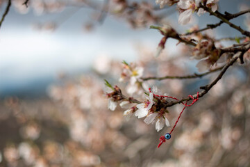 Blossoming almond branch, you can see hanging from it a Martinica bracelet of the wishes of...