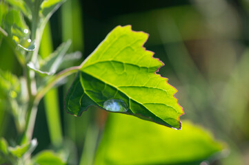 Goutte de pluie sur une feuille verte avec un liserai rouge, doux éclairage du soleil
