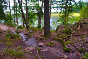 Roots of trees in pine forest near the lake, Park Mon Repos, Vyborg, Russia