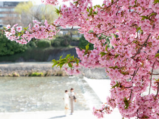 着物の女性　桜咲く鴨川沿い
