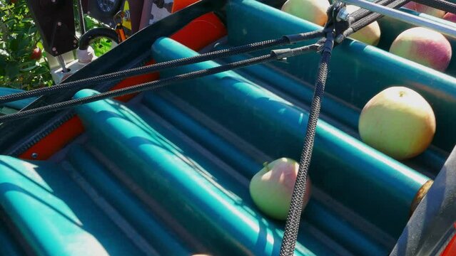 Apple picking machine in the orchard. Apples on a conveyor belt are transported to large boxes. Apple harvest with automated picker machine, close-up shot