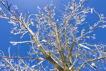 Äste vom Baum im Schnee bei Sonnenschein