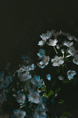 Dark and moody spring flowers, background with copy space