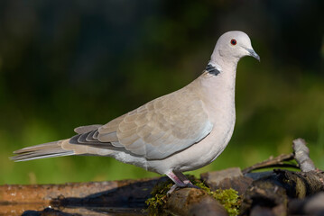 Eurasian Collared Dove (Streptopelia decaocto) perched on the ground for close portrait shot with dark background on sunny morning