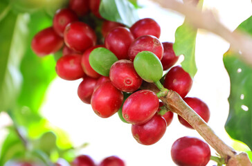 Closed up Fresh red and green coffee beans on branch tree in the organics garden