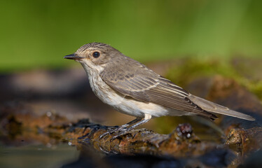 Obraz premium Bright Spotted Flycatcher (Muscicapa Striata) perched on twig near water pond on sunny morning