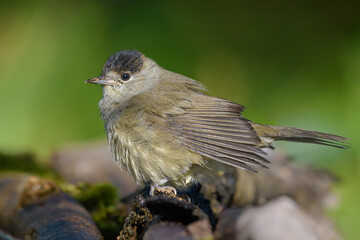 Male Eurasian Blackcap (Sylvia atricapilla) looking calm when drying wet feathers on fallen stick 