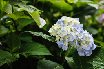 Selective focus on a beautiful bush of blooming blue, and purple hydrangea or hydrangea (Hydrangea macrophylla) flowers and green leaves. Natural background. With drops of dew on flowers in the garden