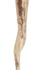 Part of driftwood isolated on white