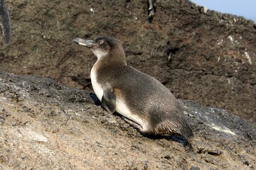 Galapagos Pinguin - Pinguin auf der Nordhalbkugel 