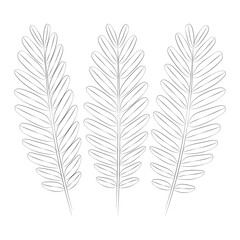 Tamarind tropical leaves set. Vector botanical illustration, contour graphic drawing.