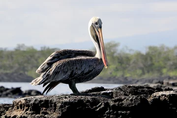 Foto op Canvas Pelikan Galapagos Island © Bärbel