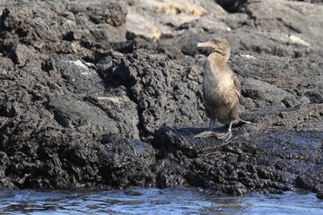 flyless Kormoran - flugunfähiger Kormoran Galapagos Island